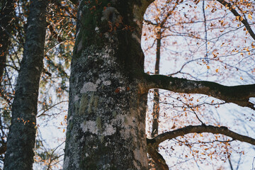 Beech forest in autumn. Yellow leaves on the trees. Ukrainian Carpathian mountains. Autumn in the mountains.