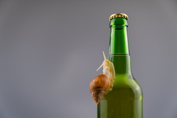 Close-up of a snail crawling on a glass bottle of beer in the studio.