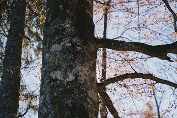 Beech forest in autumn. Yellow leaves on the trees. Ukrainian Carpathian mountains. Autumn in the mountains.