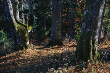 Beech forest in autumn. Yellow leaves on the trees. Ukrainian Carpathian mountains. Autumn in the mountains.