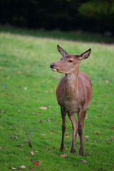Deer in The forest of Germany 
Bad Marienberg 