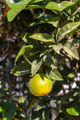 Green tangerines ripen among the leaves