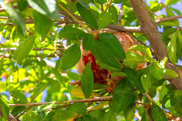 Рomegranate fruits ripen among the leaves