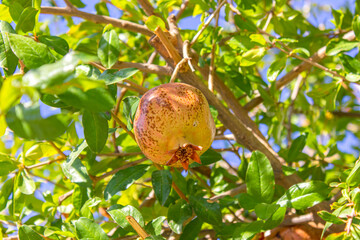 Yellow pomegranate fruits ripen among the leaves