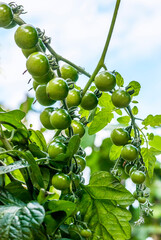 Reportage sur l' Agriculture