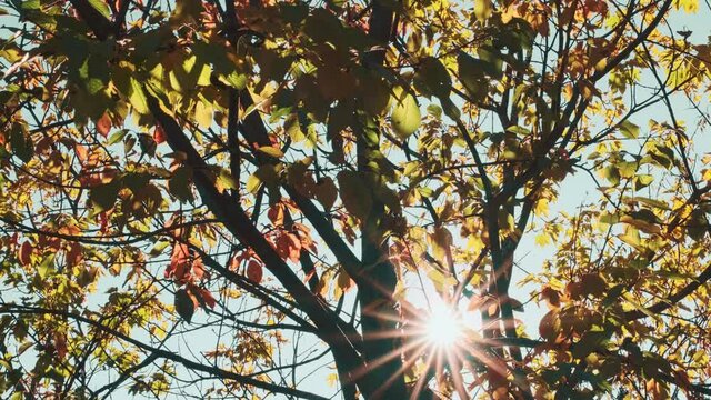 Foglie luminose colorate d'autunno che oscillano su una quercia nel parco autunnale. Sfondo autunnale. Natura meravigliosa