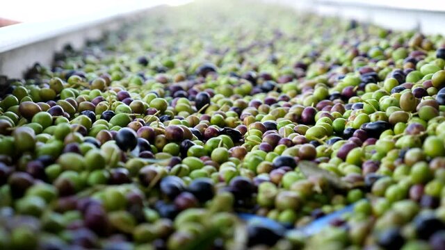 Olive al frantoio, l'olio di oliva extravergine. Italia.
La lavorazione delle olive prima della spremitura o molitura all'opificio.