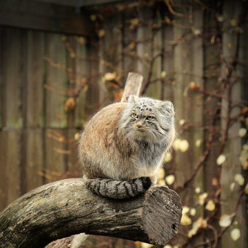 Pallas,s cat manul cat (Otocolobus manul)