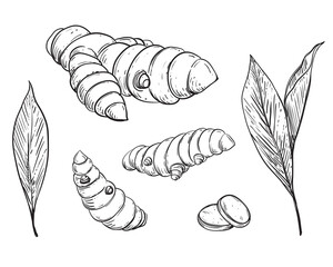 Hand drawn sketch black and white of tuber, turmeric, leaf, curcuma. Vector illustration. Elements in graphic style label, card, sticker, menu, package. Engraved style illustration.