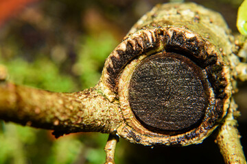 Close up cross section view of a plant stem .