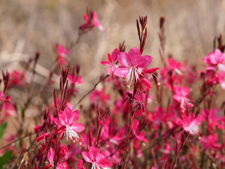 Wandflower Gaura lindheimeri