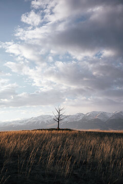 Dry tree on the background of snowy mountain peaks in autumn meadows