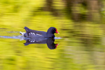 Common moorhen (Gallinula chloropus) swimming in a pond in Frankfurt, Germany.