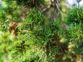 Close up of pine tree