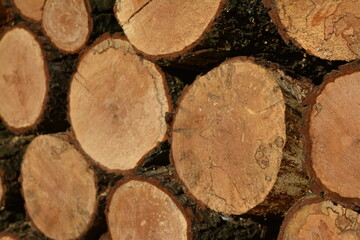 Fototapeta premium pile of wood