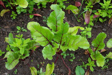 A row of beet root leaves. Organic green red young beet leaves close-up in the garden. The foliage of beet sprouts, a fresh plant growing against the background of the soil