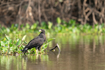 The great black hawk (Buteogallus urubitinga)
