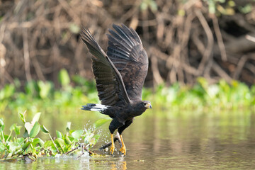 The great black hawk (Buteogallus urubitinga)