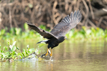 The great black hawk (Buteogallus urubitinga)