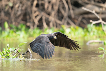 The great black hawk (Buteogallus urubitinga)