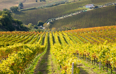 Colorful vineyard in fall, autumn nature landscape