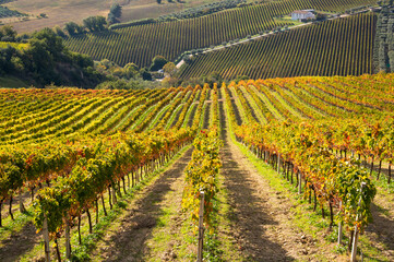 Fototapeta na wymiar Colorful vineyard in fall, autumn nature landscape