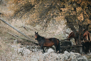 The brown horse grazes in the fields of the Caucasus.