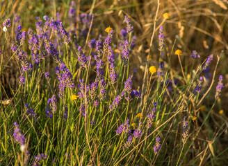Naklejka premium Lavande en fleur à Valensole, Alpes-de-Haute-Provence, France