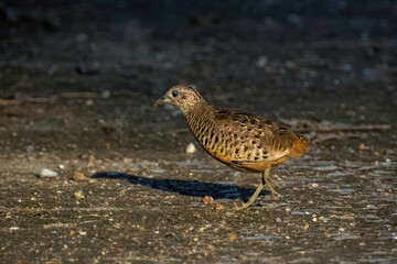 Image of Barred Buttonquail (Turnix suscitator) on nature background. Bird, Animals.