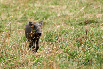 Portrait of a small African warthog that roams the African savannah in the Masai Mara nature reserve in Kenya
