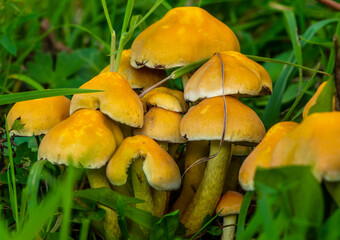Forest mushrooms in the lens macro, natural background with mushrooms