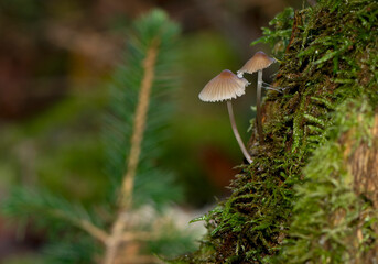Forest mushrooms in the lens macro, natural background with mushrooms