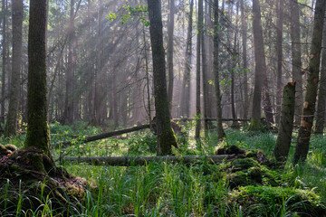Sunbeam entering rich deciduous forest