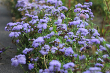 purple flower ageratum flowerbed