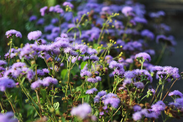 purple flower ageratum flowerbed