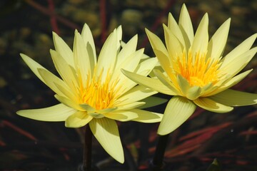 yellow lotus flower