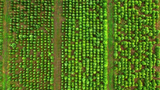 Aerial view of afforestation of the area. Industrial tree plantation.