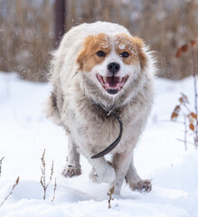 The dog runs in the snow