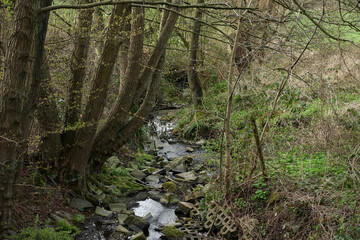 Bachlauf im Wald