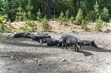 Herd of corsican pigs lying in the mountain