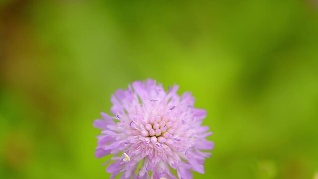Knautia arvensis, commonly known as field scabious. Medicinal herb.