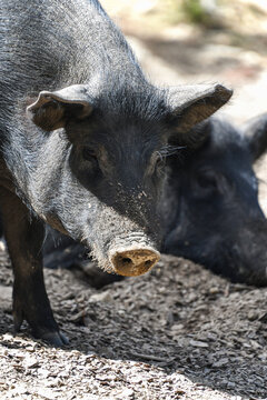 Corsican pigs in the mountain