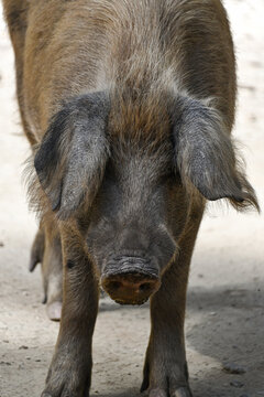 Corsican pig in the mountain from the front