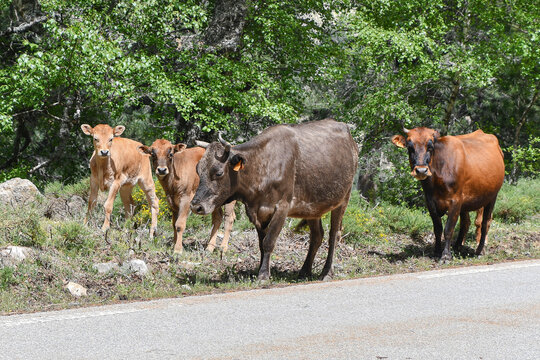 Several Corsican cows and their young on the road in the mountains.