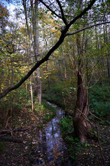 Bachlauf im Wald