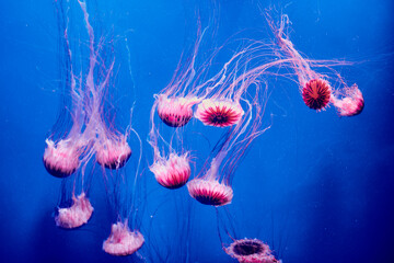 COLORFUL PINK AND VIOLET JELLYFISH SWIMMING ON A BLUE BACKGROUND