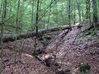 View of an old tree lying in the fallen leaves on a background of young trees in the mountain forest.