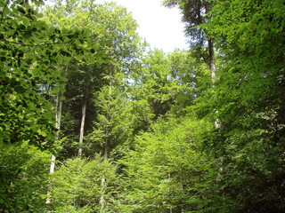 Bottom view of the sun's rays reflected on the thick tops of forest trees.