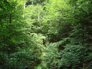 Bottom view of the sun's rays reflected on the thick tops of forest trees.