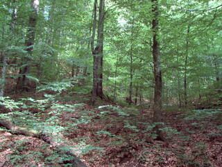 Unsurpassed landscape of slender beech forest on the slopes of the Transcarpathian mountains.